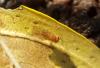 Drosophila immigrans